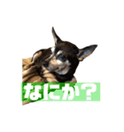 かわいいルイたん（個別スタンプ：14）