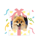 ポメまりん（個別スタンプ：24）
