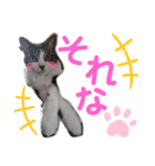 バニラとガゼル 2（個別スタンプ：12）