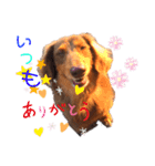チョコくん stamp（個別スタンプ：1）