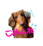チョコくん stamp（個別スタンプ：2）