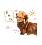 チョコくん stamp（個別スタンプ：8）