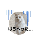 ブラウニーと3匹のネコ（個別スタンプ：11）