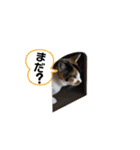 ブラウニーと3匹のネコ（個別スタンプ：12）