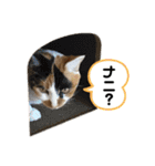 ブラウニーと3匹のネコ（個別スタンプ：13）