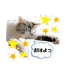 ブラウニーと3匹のネコ（個別スタンプ：14）