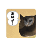 ブラウニーと3匹のネコ（個別スタンプ：16）