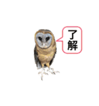 ブラウニーと3匹のネコ（個別スタンプ：18）