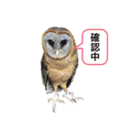 ブラウニーと3匹のネコ（個別スタンプ：19）