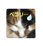 ブラウニーと3匹のネコ（個別スタンプ：30）