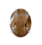 うさぎのRockyの日常3（個別スタンプ：4）