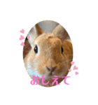 うさぎのRockyの日常3（個別スタンプ：5）