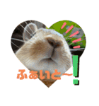 うさぎのRockyの日常3（個別スタンプ：7）