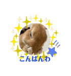 うさぎのRockyの日常3（個別スタンプ：8）