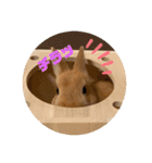 うさぎのRockyの日常3（個別スタンプ：10）