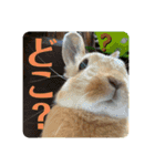 うさぎのRockyの日常3（個別スタンプ：12）