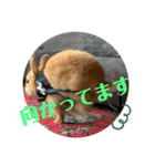うさぎのRockyの日常3（個別スタンプ：14）