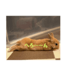 うさぎのRockyの日常3（個別スタンプ：15）