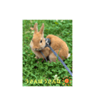 うさぎのRockyの日常3（個別スタンプ：16）