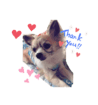 MY Dog(*´ω｀*)（個別スタンプ：1）
