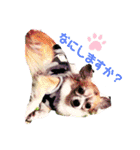 MY Dog(*´ω｀*)（個別スタンプ：3）