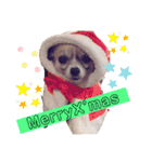 MY Dog(*´ω｀*)（個別スタンプ：4）