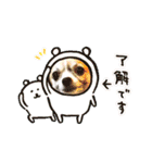 MY Dog(*´ω｀*)（個別スタンプ：5）