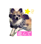 MY Dog(*´ω｀*)（個別スタンプ：6）