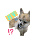 MY Dog(*´ω｀*)（個別スタンプ：7）