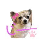 MY Dog(*´ω｀*)（個別スタンプ：8）