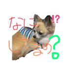 MY Dog(*´ω｀*)（個別スタンプ：9）