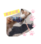 MY Dog(*´ω｀*)（個別スタンプ：10）
