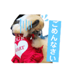 MY Dog(*´ω｀*)（個別スタンプ：15）