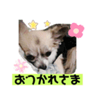 MY Dog(*´ω｀*)（個別スタンプ：16）