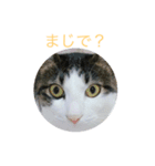 猫の天ちゃん（個別スタンプ：3）