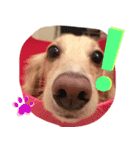 わんこのひび（個別スタンプ：1）