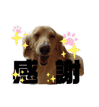 わんこのひび（個別スタンプ：4）