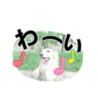 わんこのひび（個別スタンプ：7）