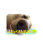 わんこのひび（個別スタンプ：8）