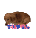 わんこのひび（個別スタンプ：13）