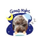 ぷーどるわん（個別スタンプ：3）