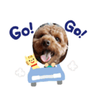 ぷーどるわん（個別スタンプ：5）