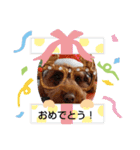 ぷーどるわん（個別スタンプ：6）