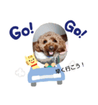 ぷーどるわん（個別スタンプ：10）
