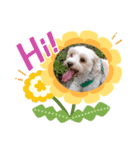 あさdog2（個別スタンプ：1）
