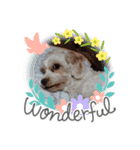 あさdog2（個別スタンプ：5）