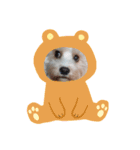 あさdog2（個別スタンプ：8）