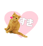 ねこのパトラッシュ（個別スタンプ：5）