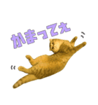 ねこのパトラッシュ（個別スタンプ：7）