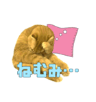 ねこのパトラッシュ（個別スタンプ：12）